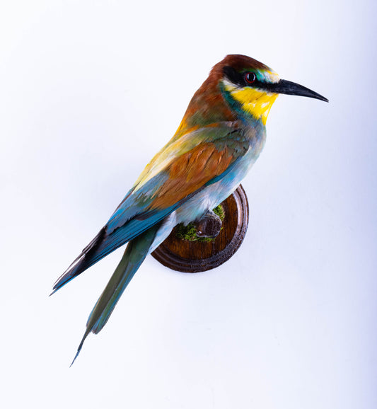 Bee-eater Taxidermy Wall Mount