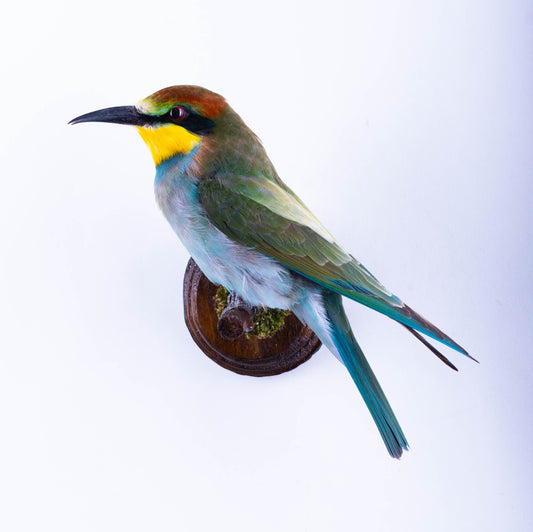 Bee-eater Taxidermy Wall Mount For Sale