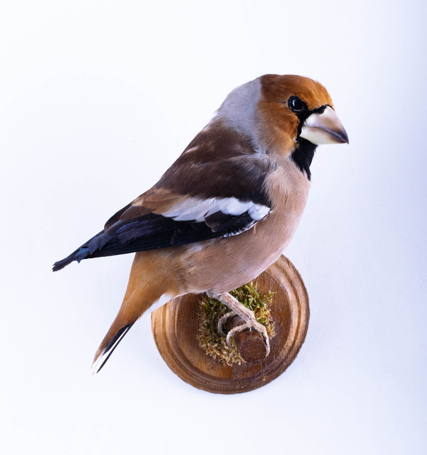 Hawfinch Taxidermy Wall Mount For Sale