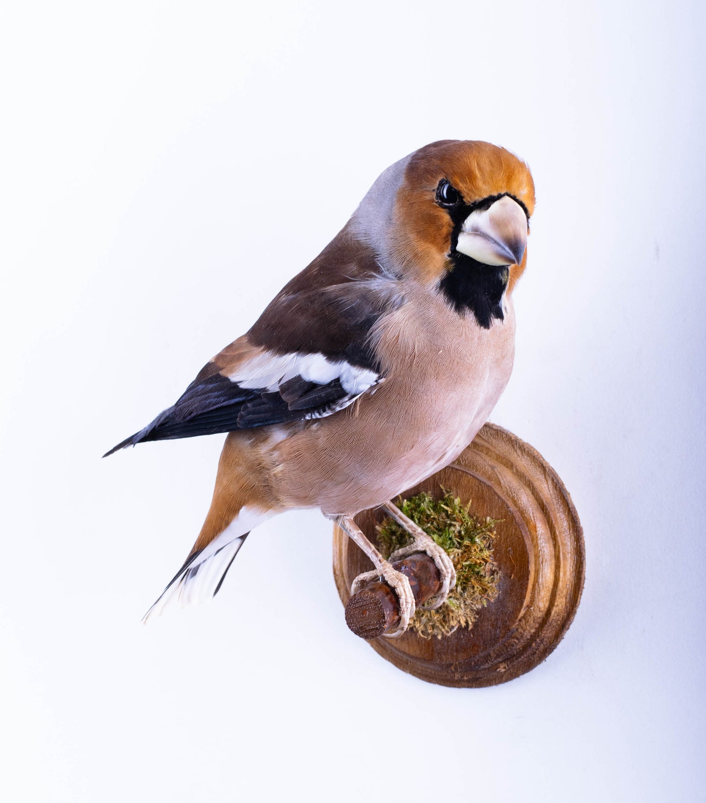 Hawfinch Taxidermy Wall Mount For Sale