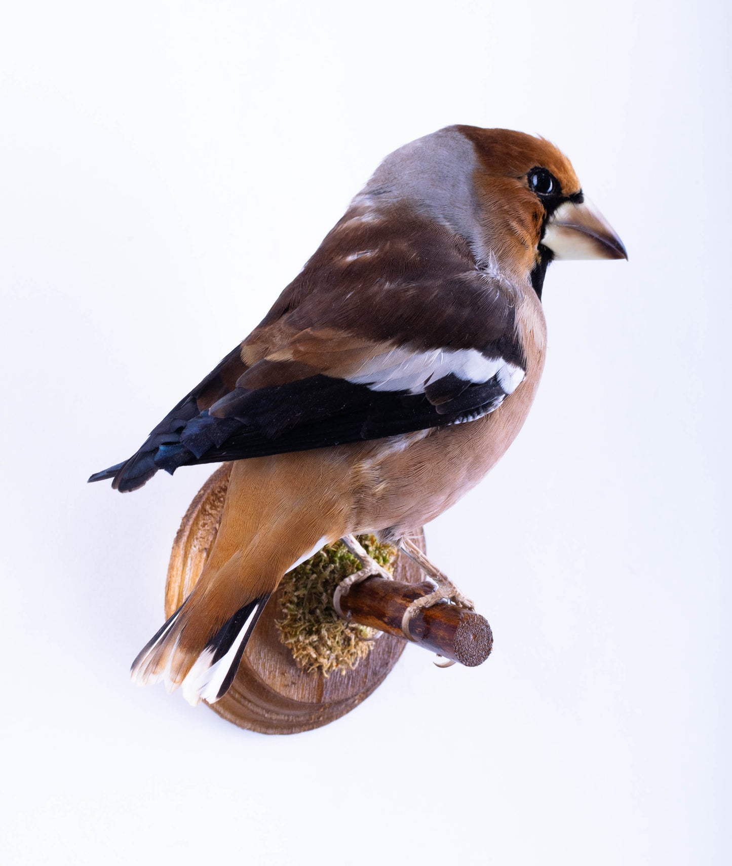 Hawfinch Taxidermy Wall Mount For Sale