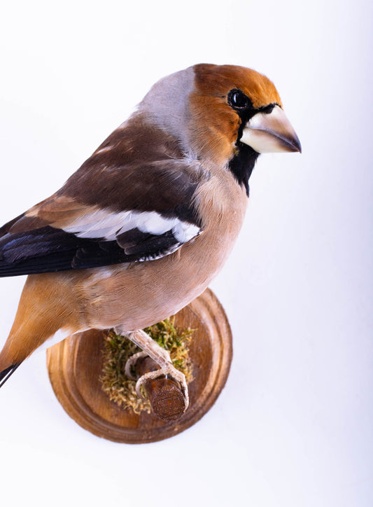 Hawfinch Taxidermy Wall Mount For Sale