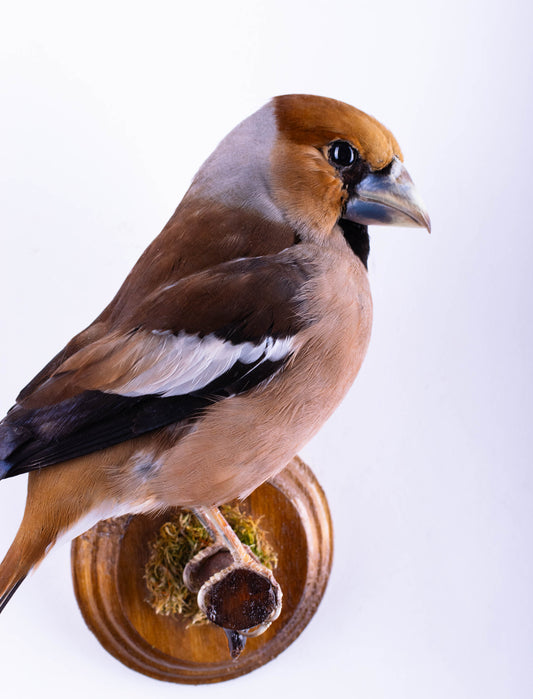 Hawfinch Taxidermy Wall Mount For Sale