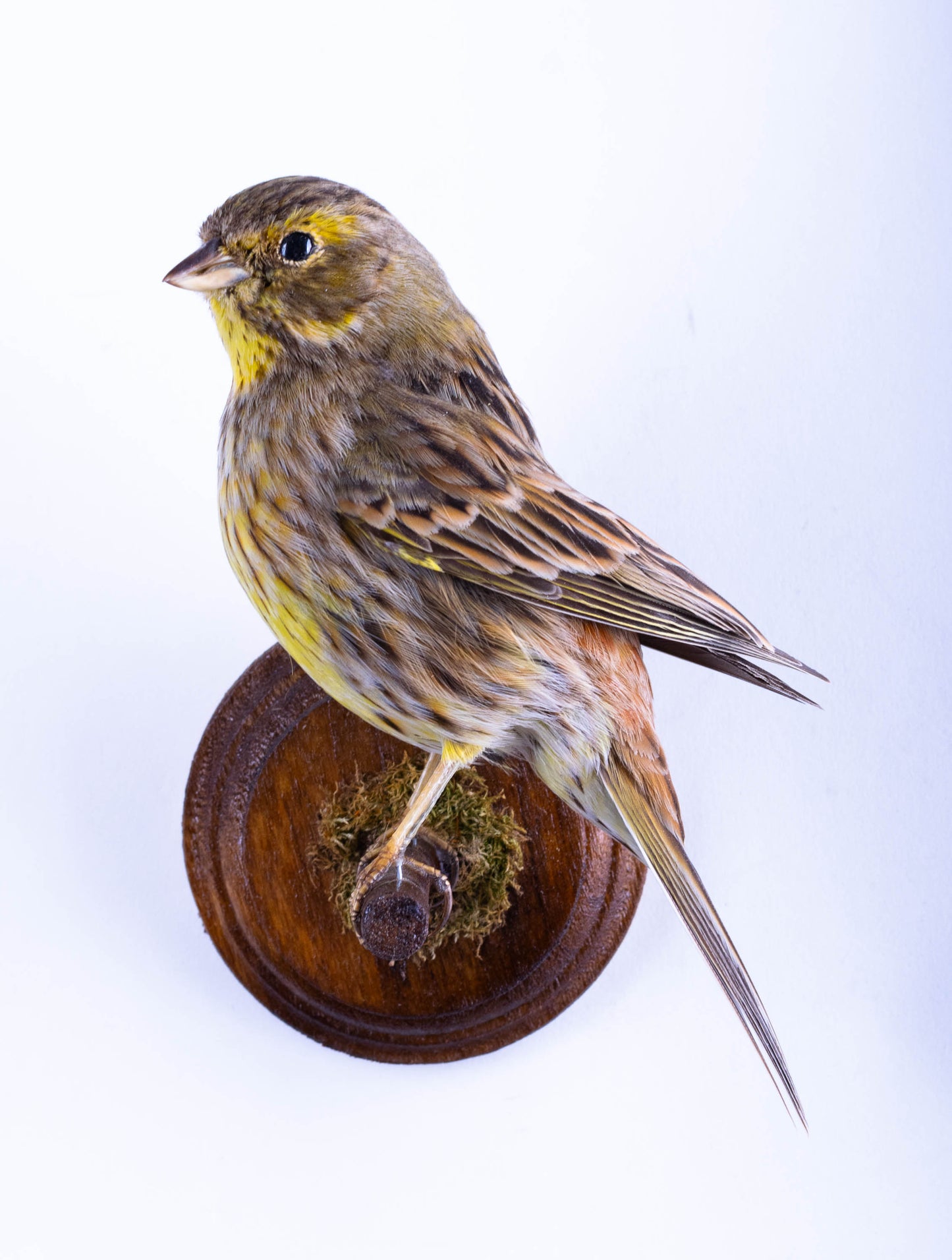 Yellowhammer Taxidermy Wall Mount For Sale