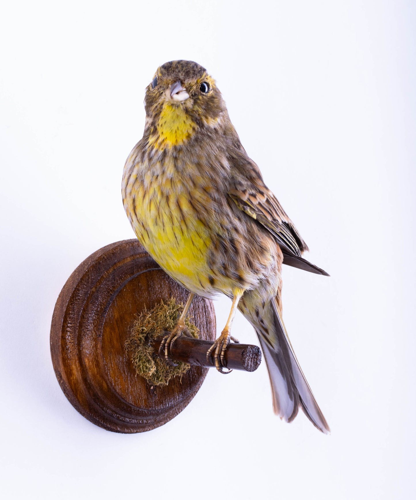 Yellowhammer Taxidermy Wall Mount For Sale