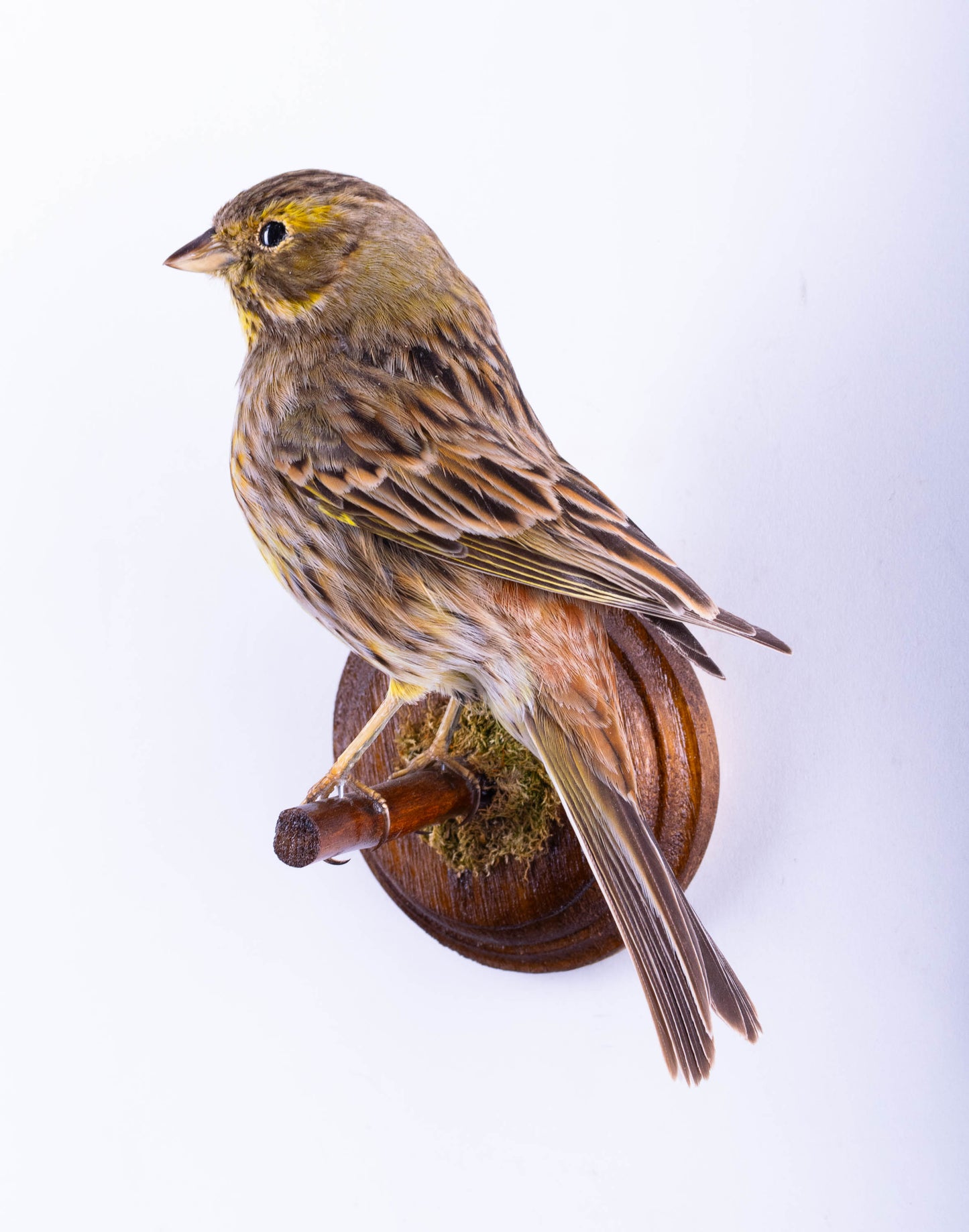Yellowhammer Taxidermy Wall Mount For Sale