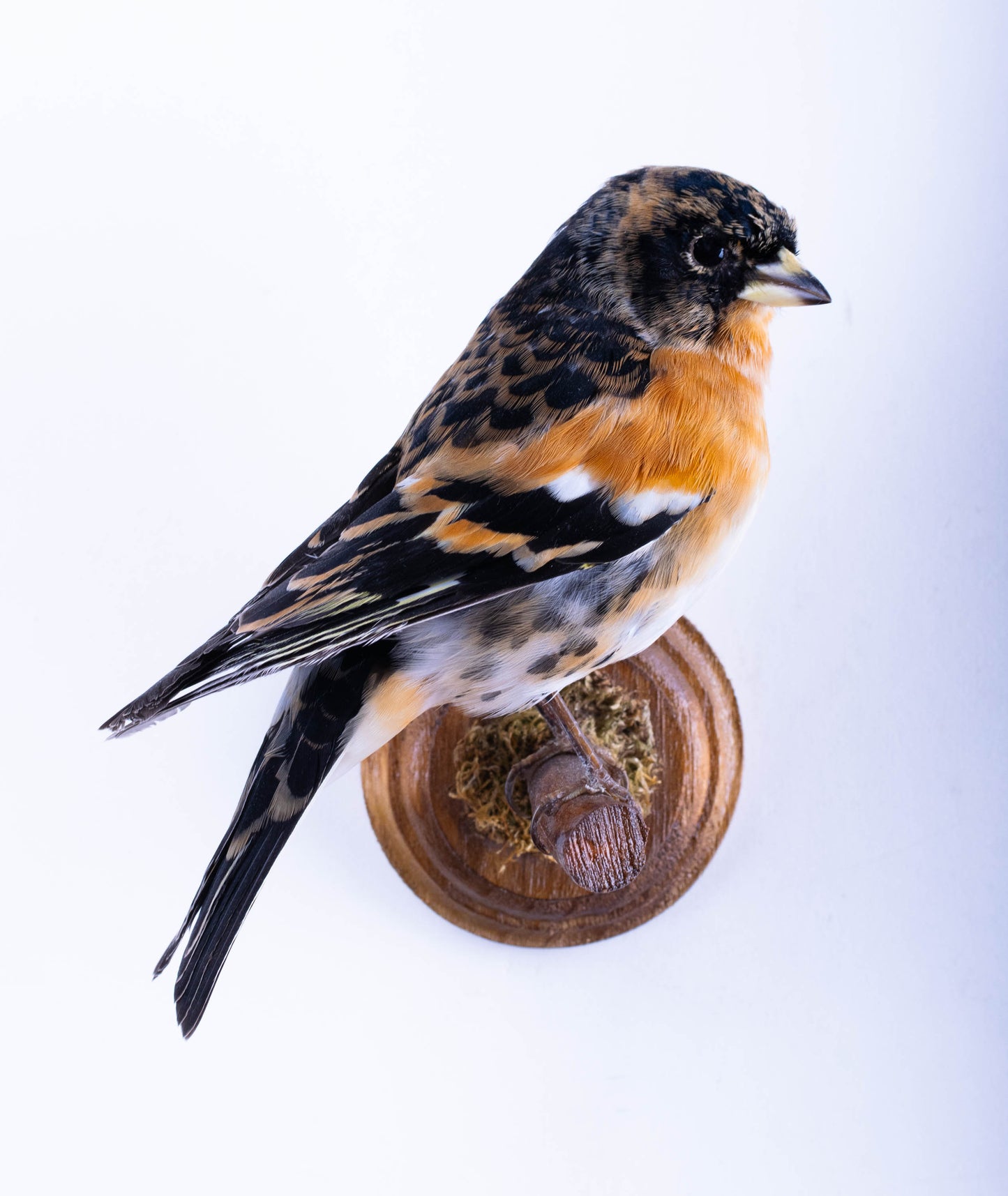 Brambling Taxidermy Wall Mount For Sale