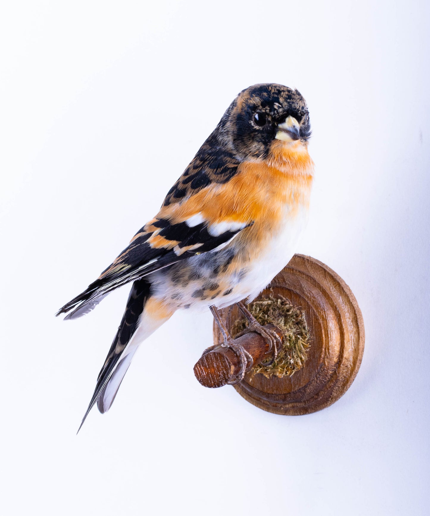 Brambling Taxidermy Wall Mount For Sale