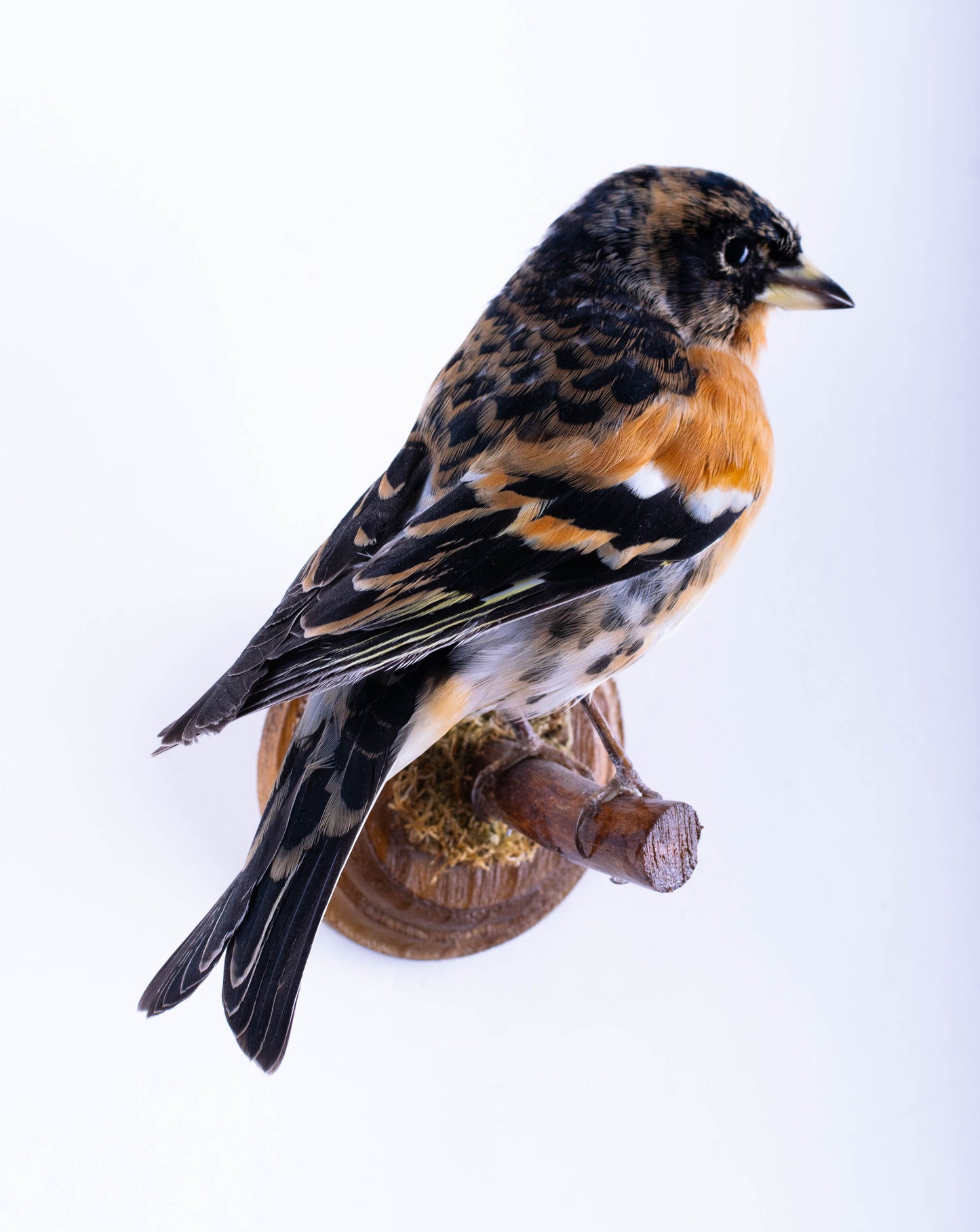 Brambling Taxidermy Wall Mount For Sale