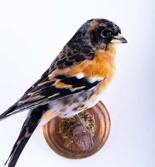 Brambling Taxidermy Wall Mount For Sale