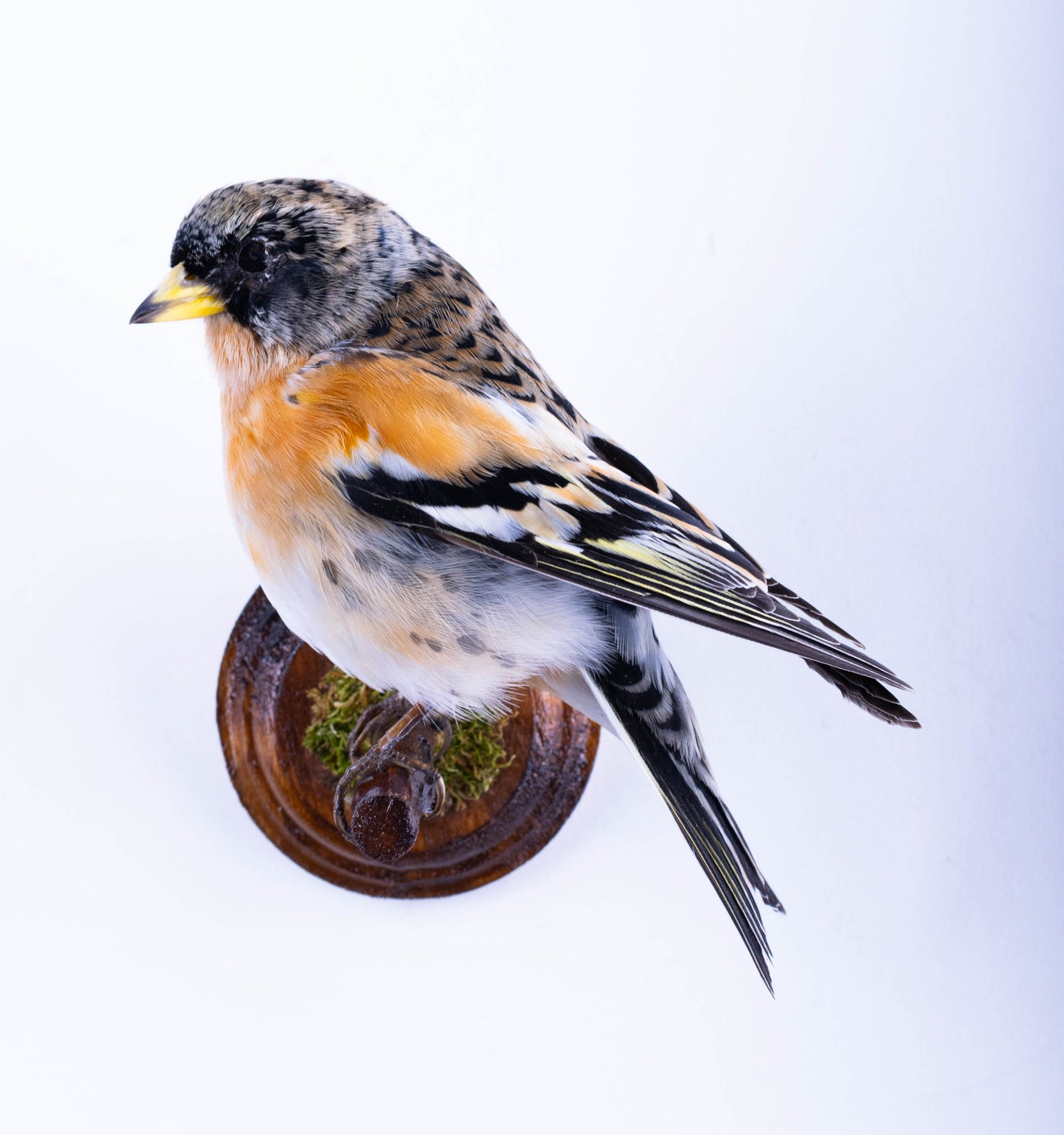 Brambling Taxidermy Wall Mount For Sale