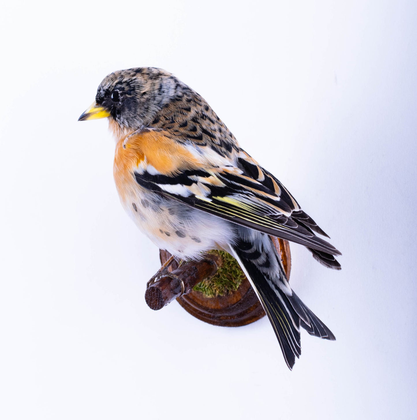 Brambling Taxidermy Wall Mount For Sale