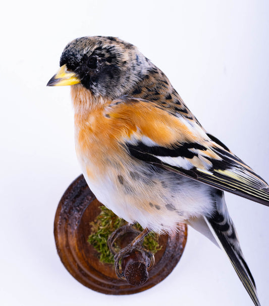 Brambling Taxidermy Wall Mount For Sale