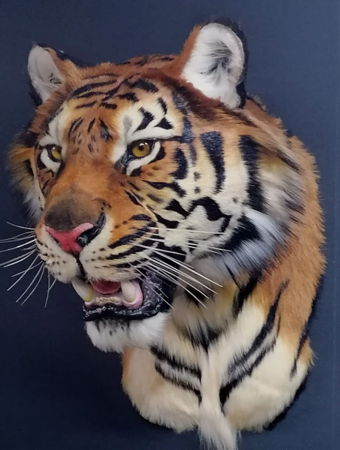 Replica Taxidermy Tiger Head Wall mount Realistic Life size