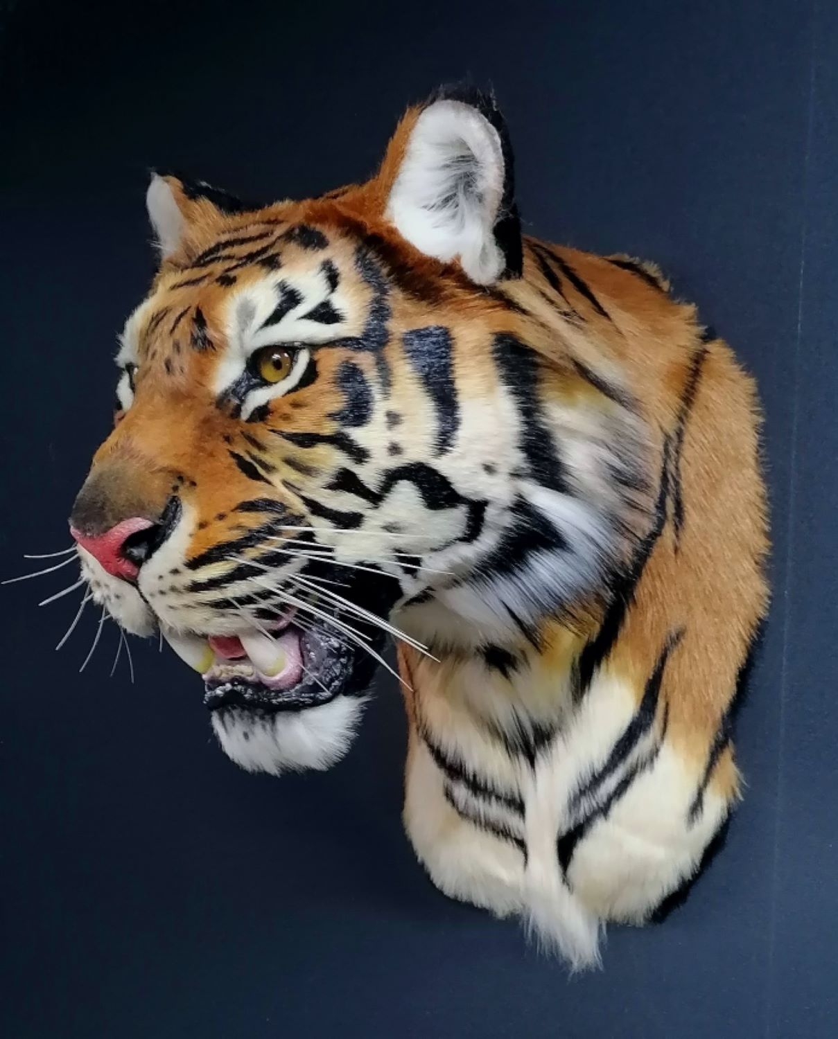 Replica Taxidermy Tiger Head Wall mount Realistic Life size