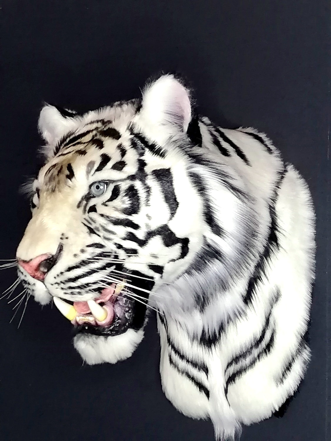 Replica Taxidermy White Tiger Head Wall mount Realistic Life size