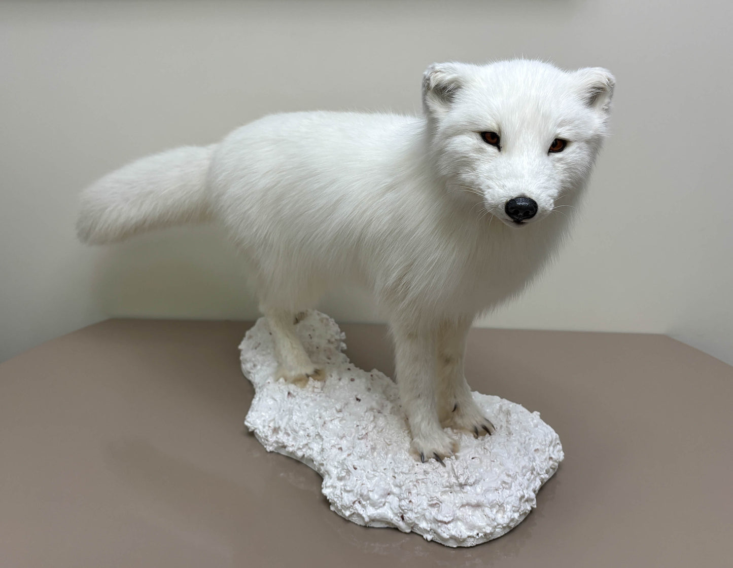 Arctic Fox Taxidermy Stand Mount For Sale