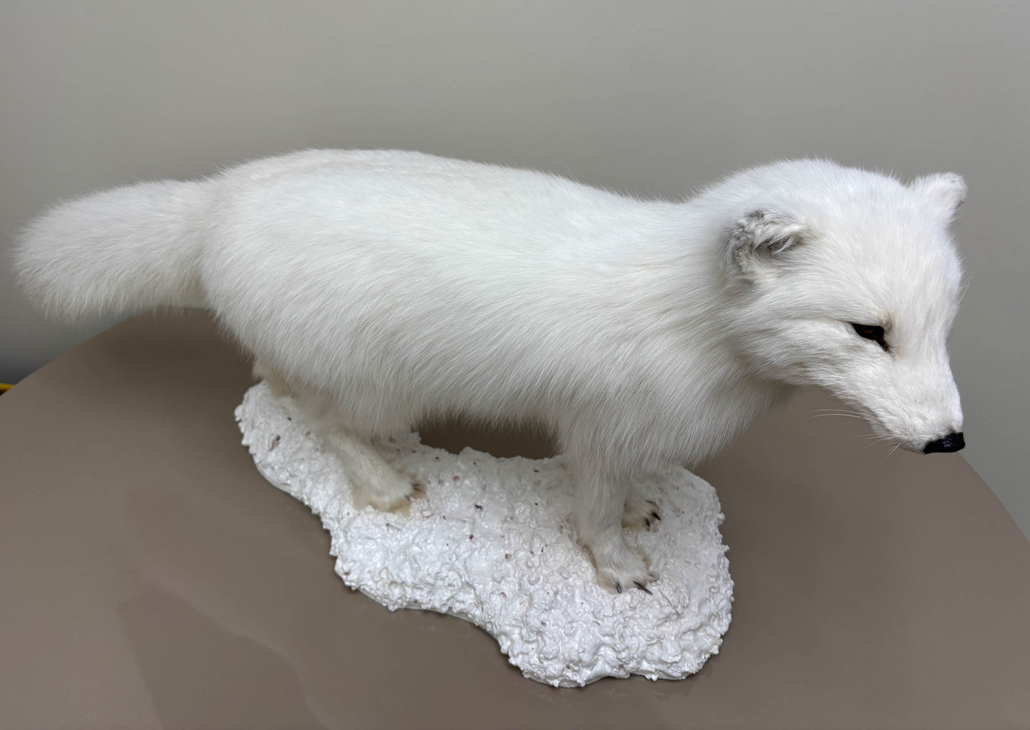 Arctic Fox Taxidermy Stand Mount For Sale