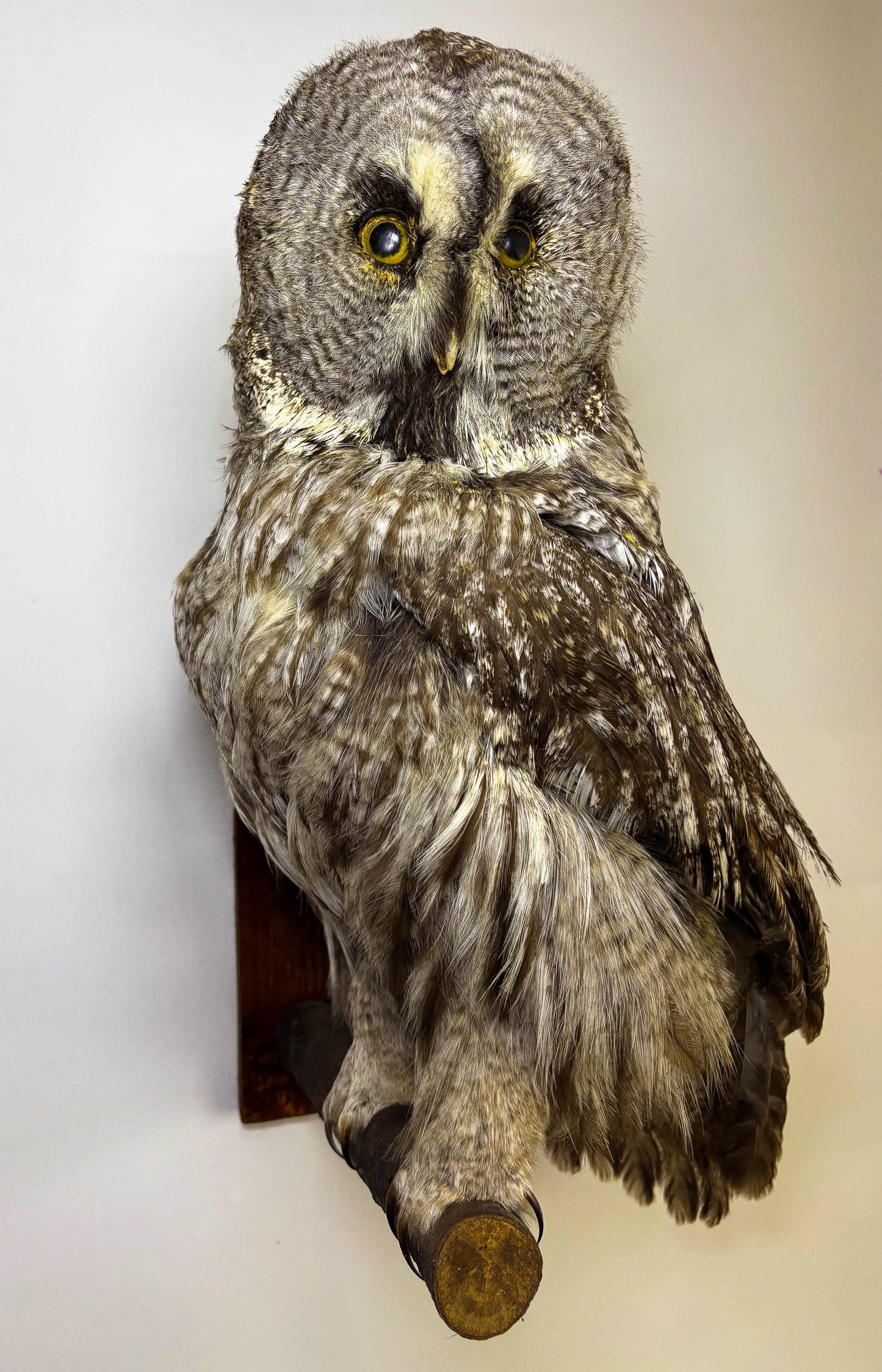 Great Gray Owl Taxidermy Wall Mount For Sale