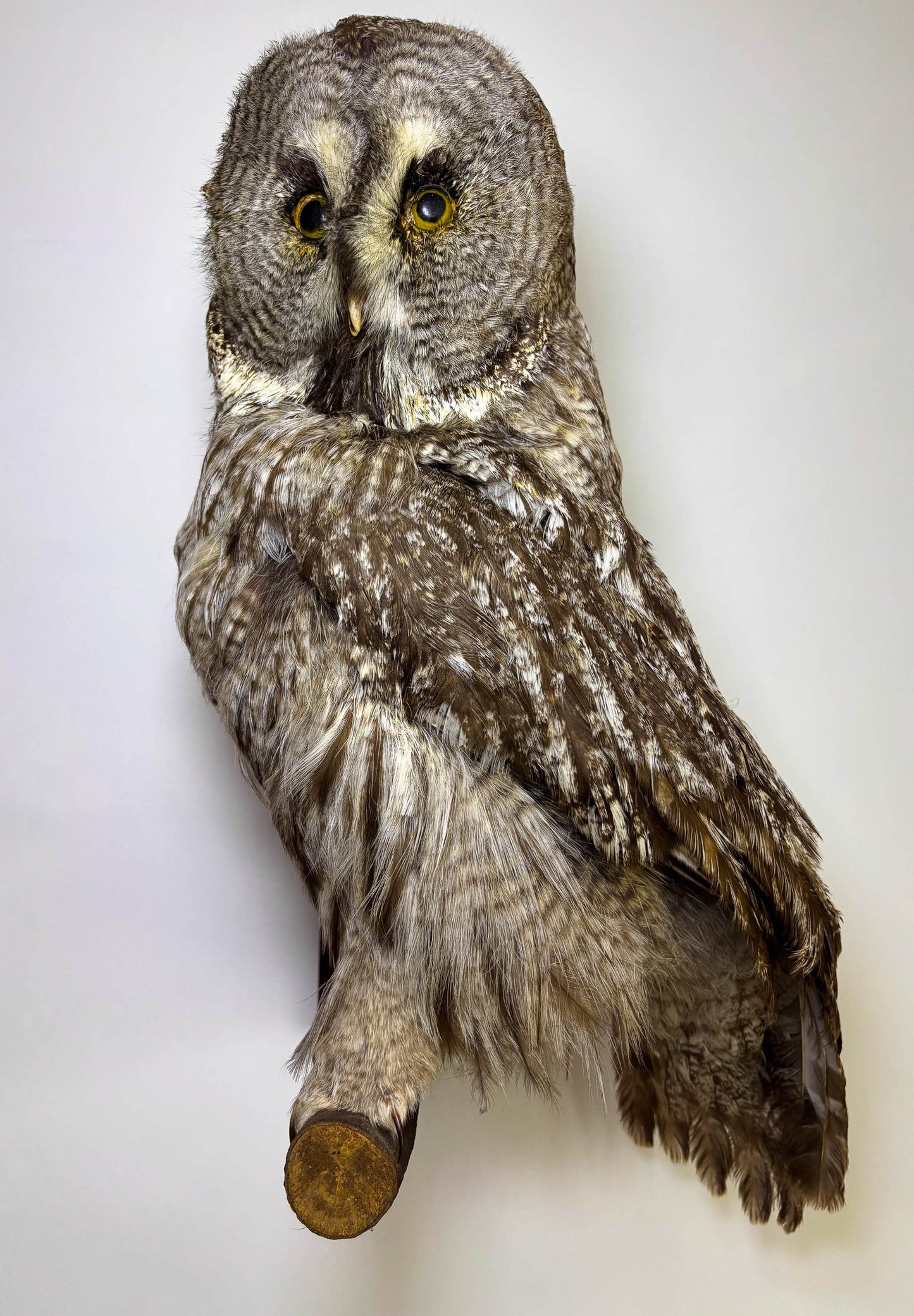 Great Gray Owl Taxidermy Wall Mount For Sale