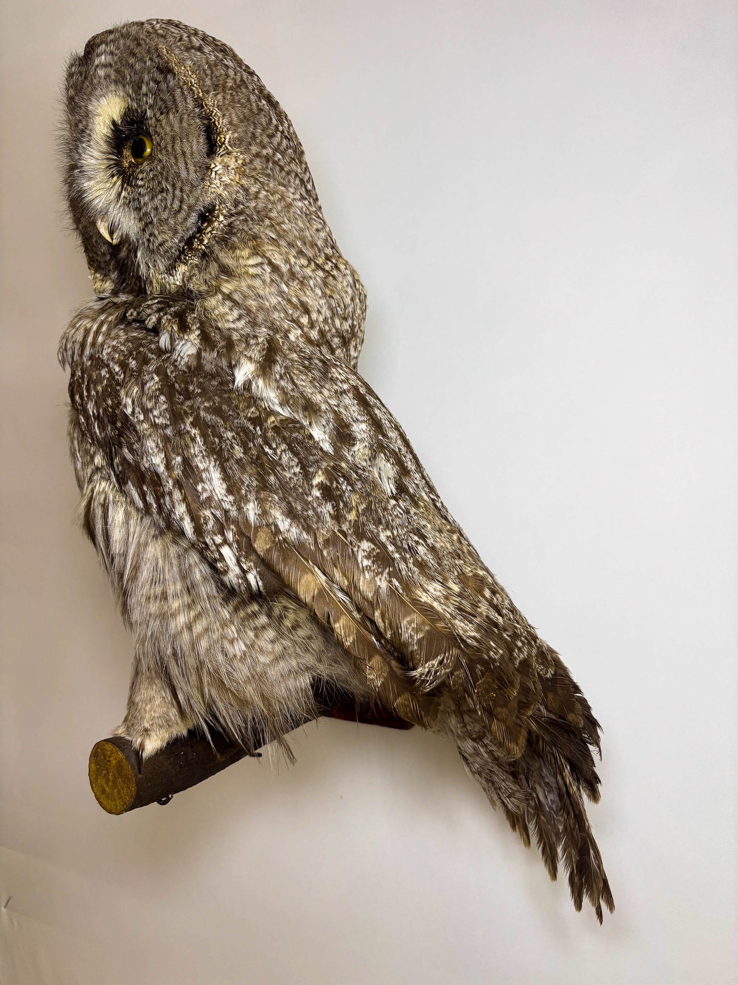 Great Gray Owl Taxidermy Wall Mount For Sale