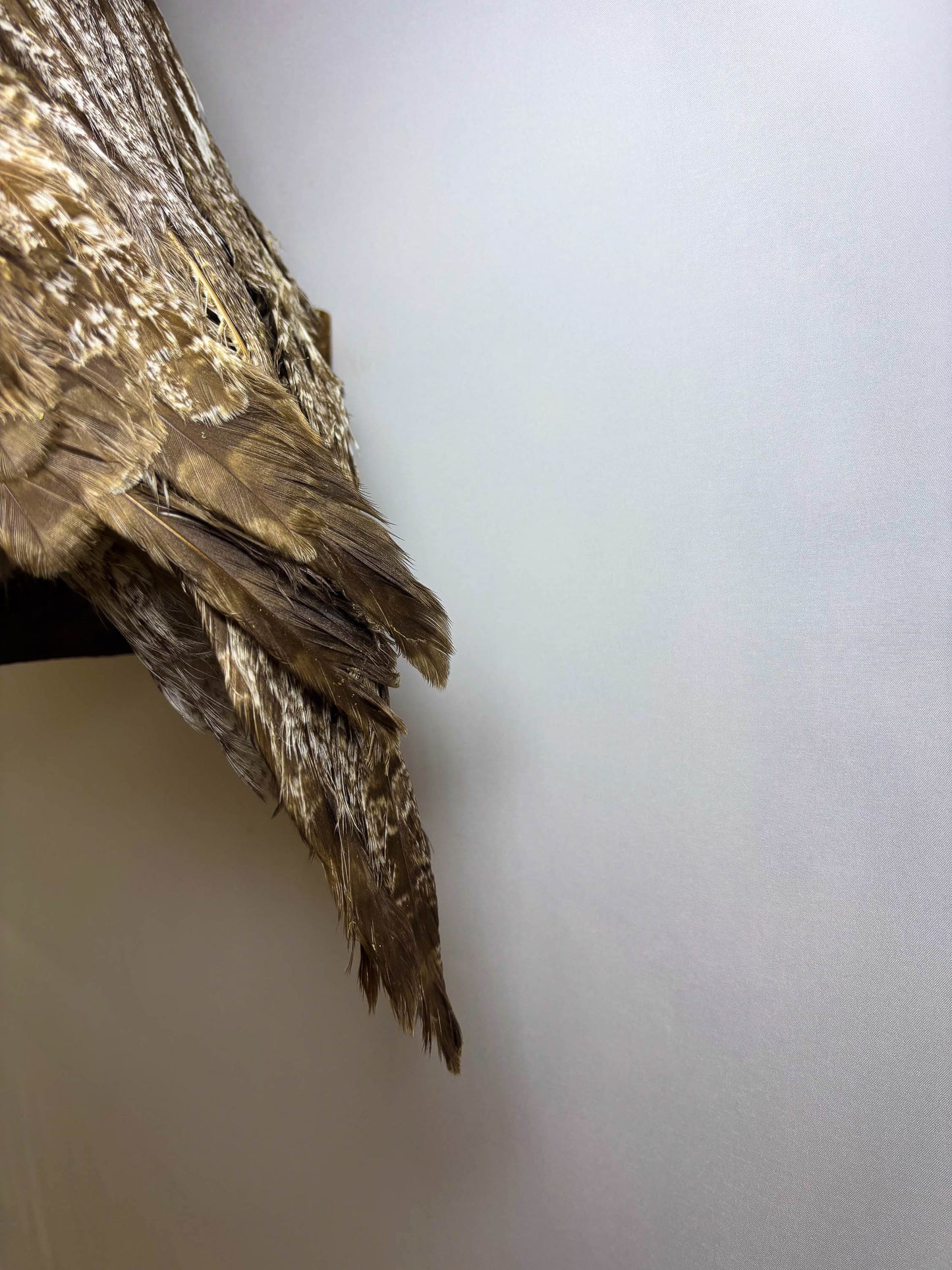 Great Gray Owl Taxidermy Wall Mount For Sale