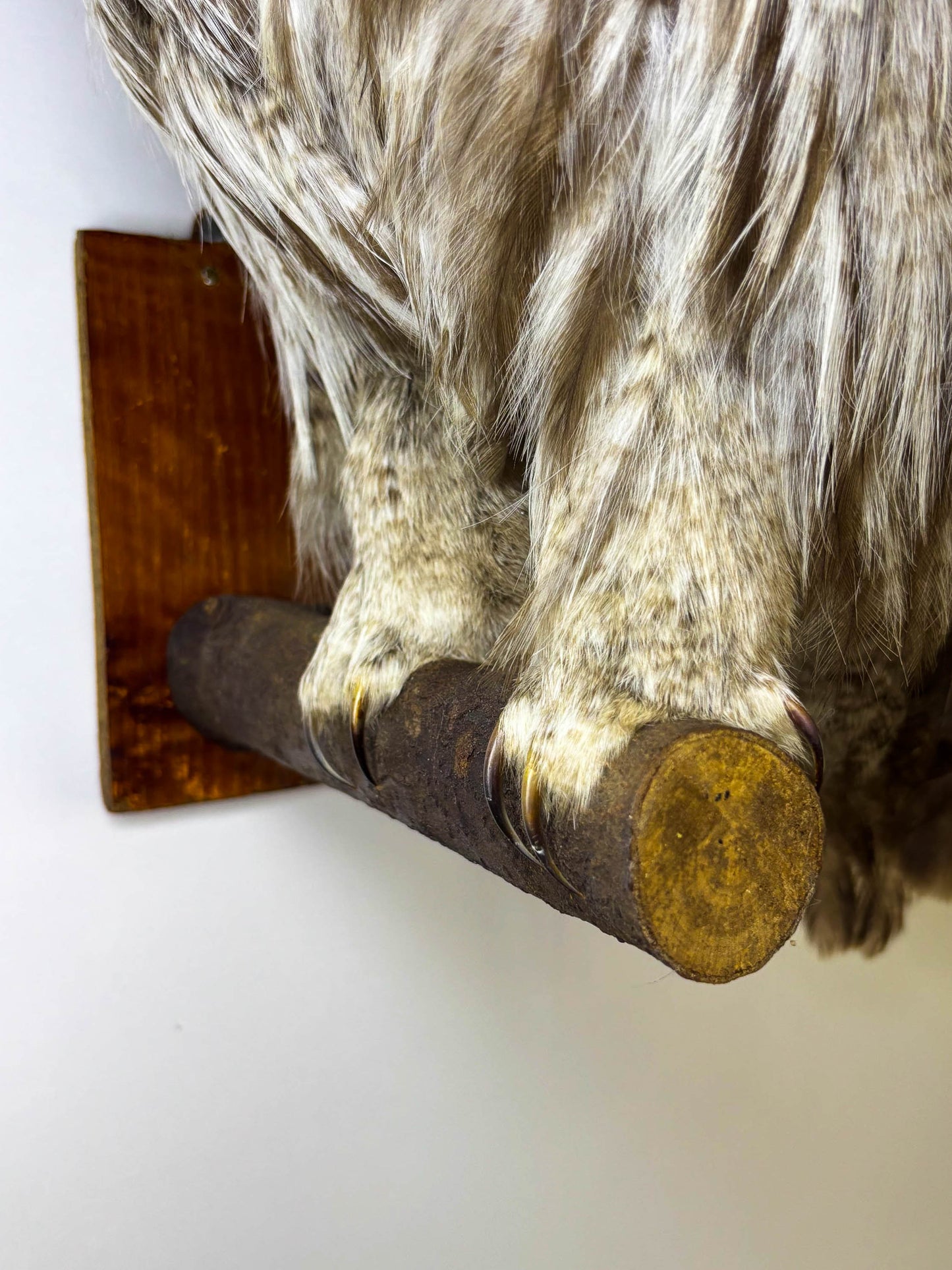 Great Gray Owl Taxidermy Wall Mount For Sale