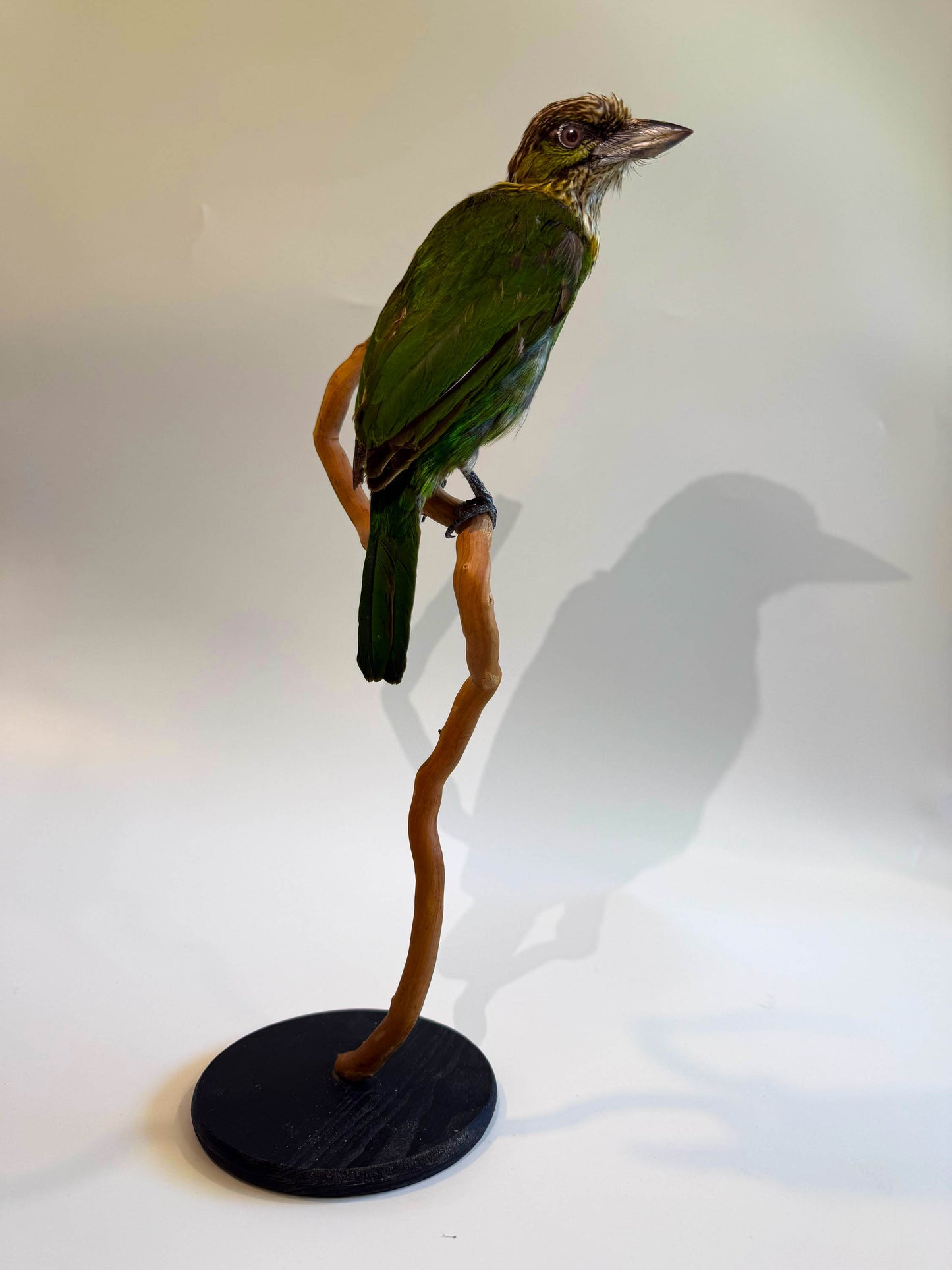 Green-eared Barbet Taxidermy Stand Mount For Sale