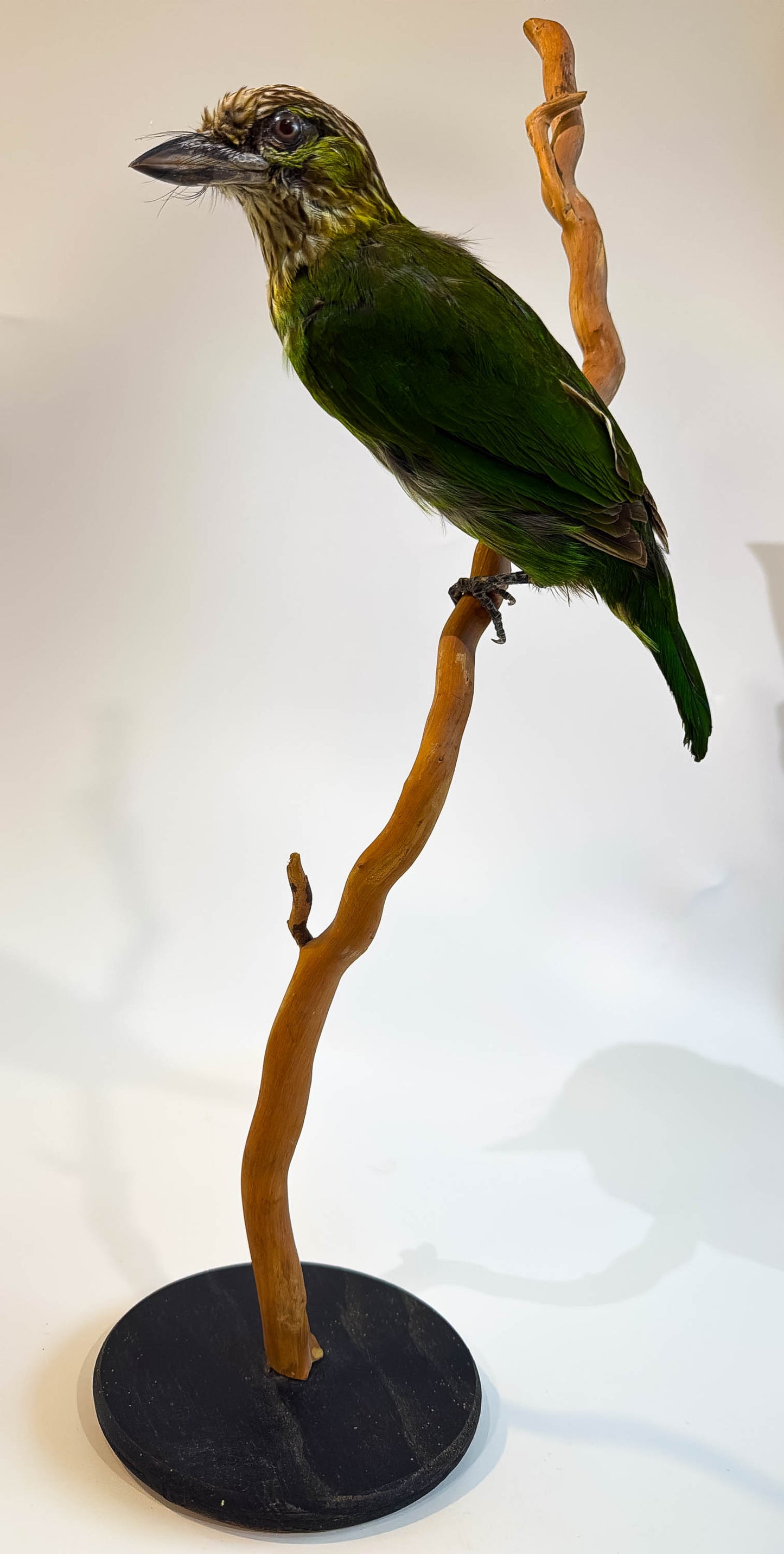 Green-eared Barbet Taxidermy Stand Mount For Sale