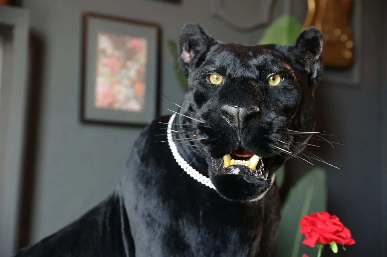 Replica Taxidermy Black Panther Standing mount Full body Stuffed African decor