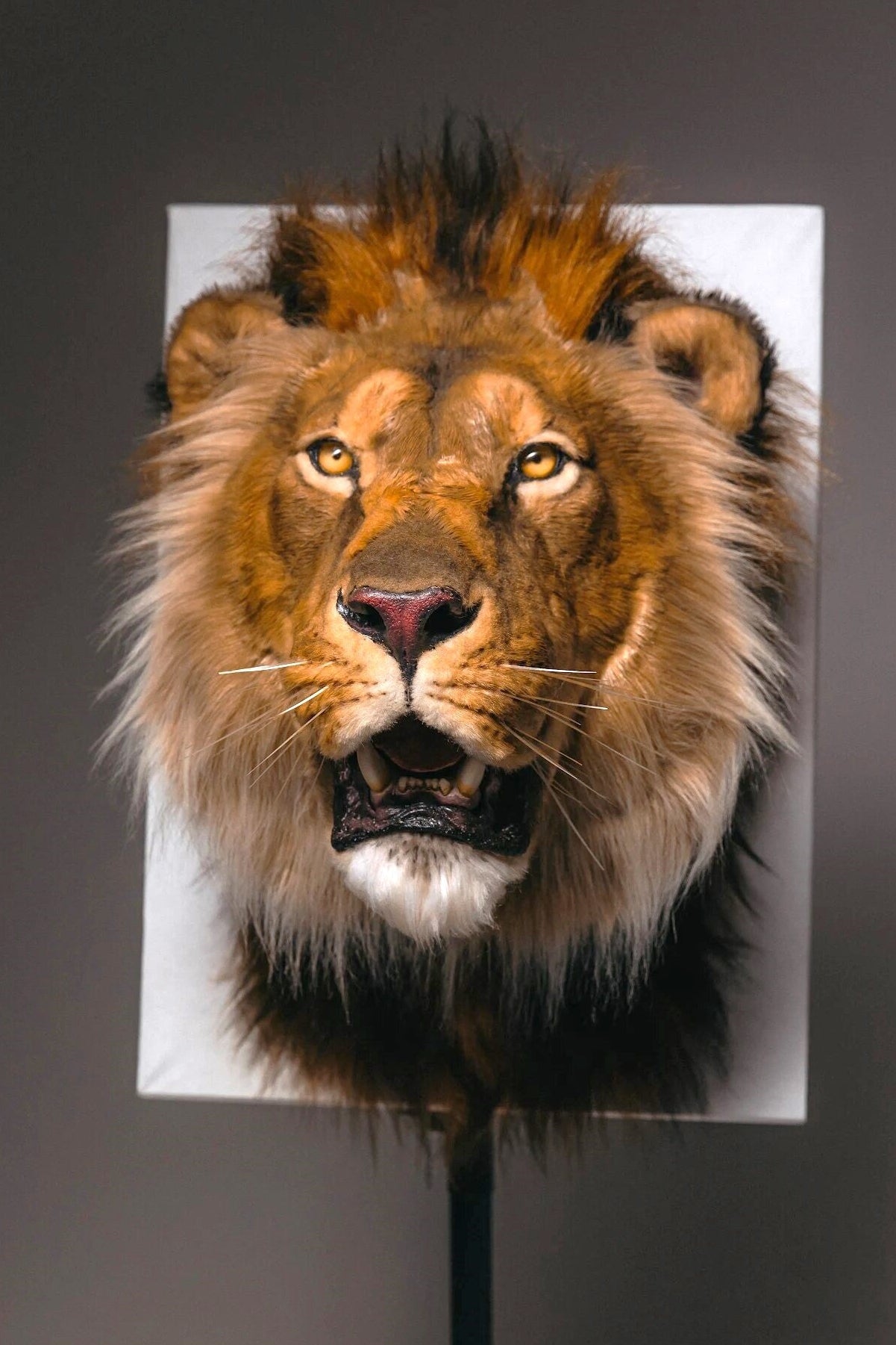 TaxidermySale
