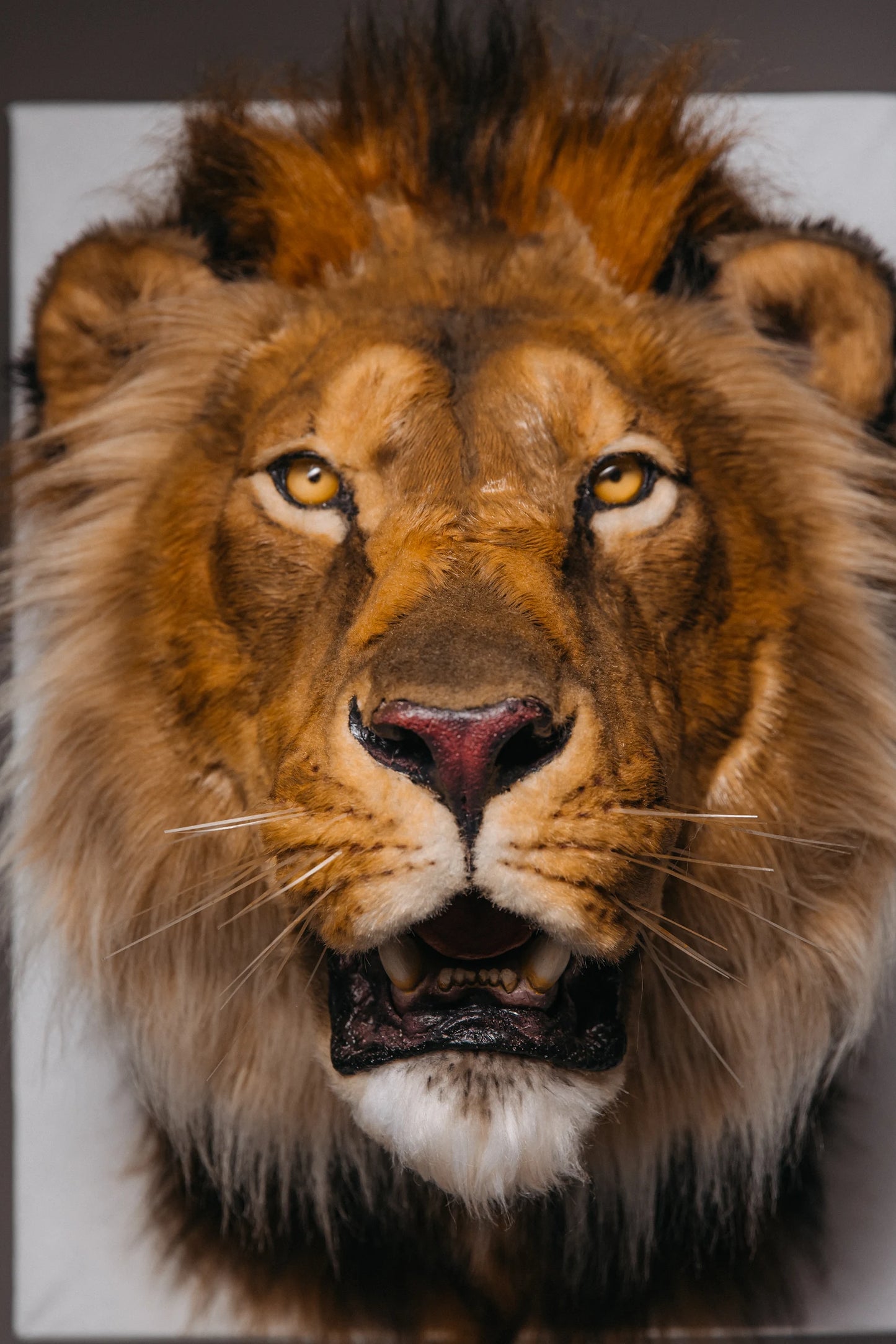 Replica Taxidermy Lion Shoulder Head Wall mount Life size