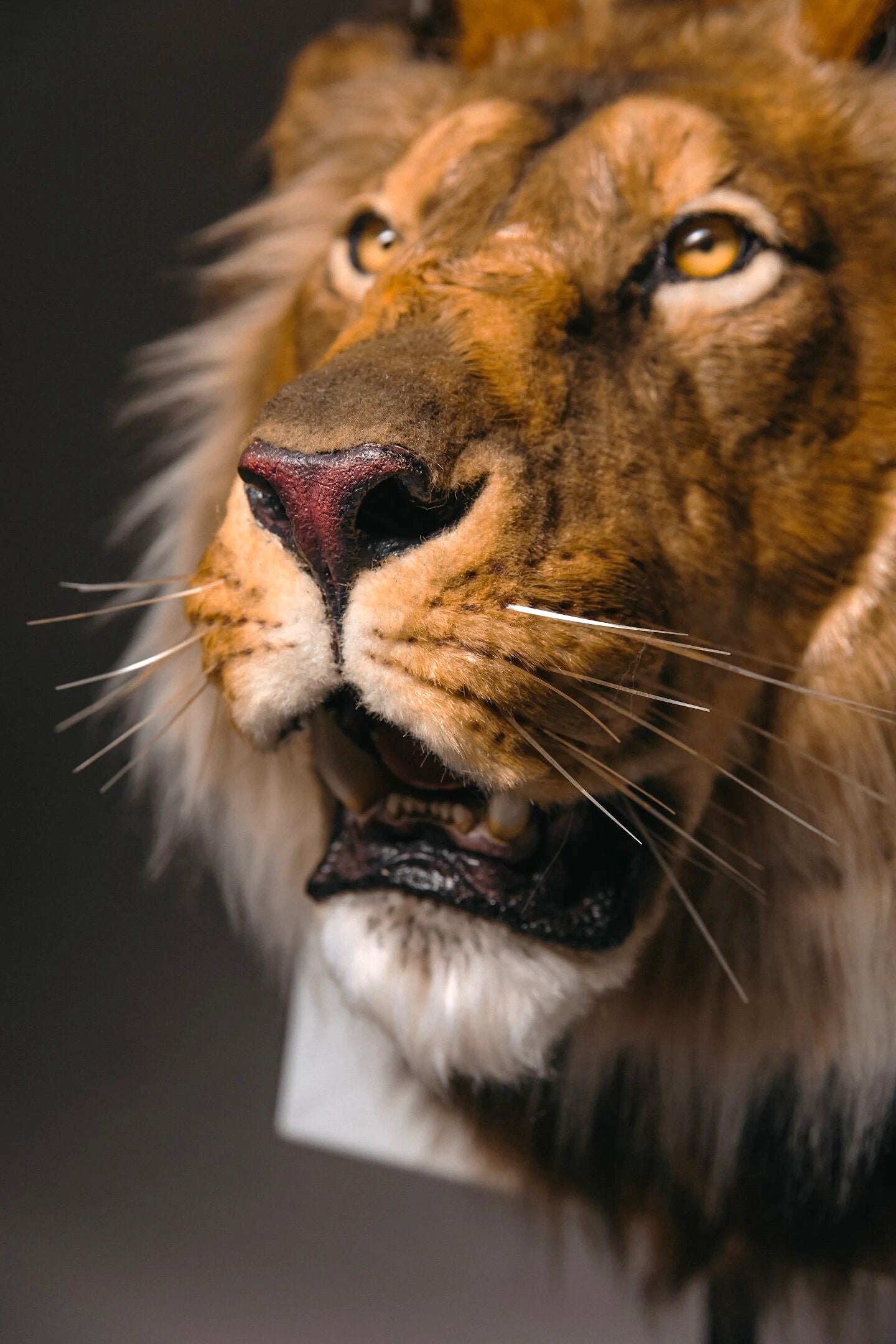 Replica Taxidermy Lion Shoulder Head Wall mount Life size